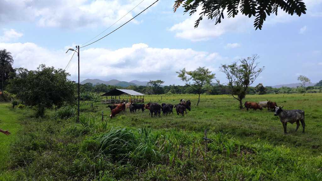 Fazenda em Itanhaém, no bairro Jardim Mambu