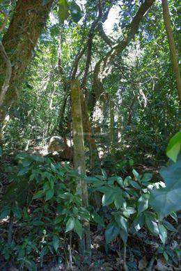 Terreno, código 1127 em Ilhabela, bairro Pacoíba