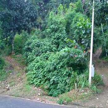 Terreno em Ilhabela, bairro Morro do Simão