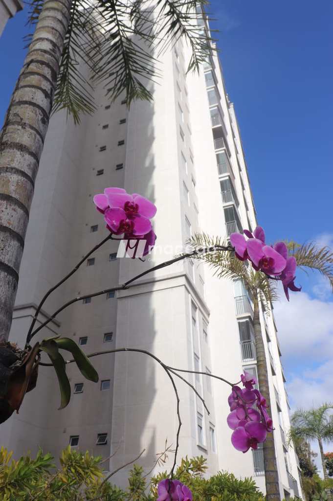 Apartamento em São Paulo, no bairro Vila Anastácio