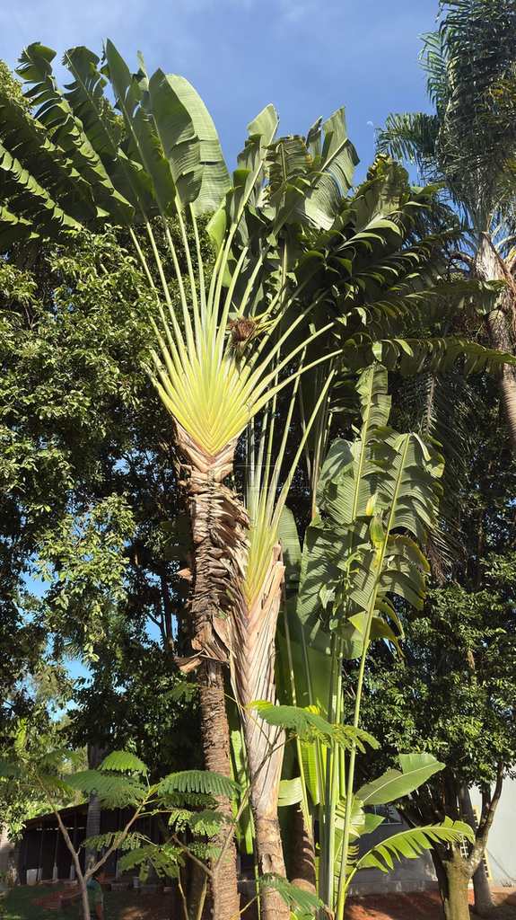 Chácara em Jaboticabal, no bairro Planalto do Bosque