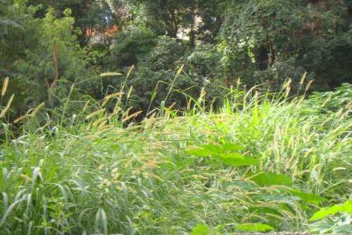 Terreno, código 1479 em Taboão da Serra, bairro Jardim América