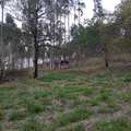 Sítio em Analândia, bairro Zona Rural