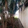 Armazém ou Barracão em Pirassununga, bairro Vila Industrial