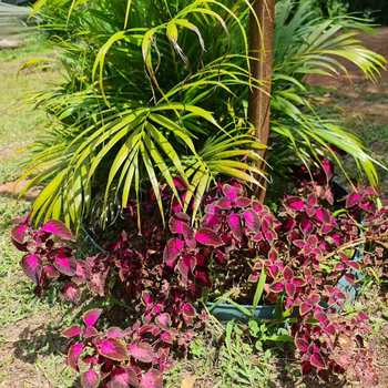 Sítio em Juruaia, bairro Sitio Beija-Flor