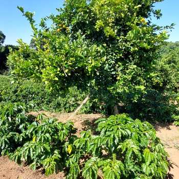 Sítio em Juruaia, bairro Sitio Beija-Flor