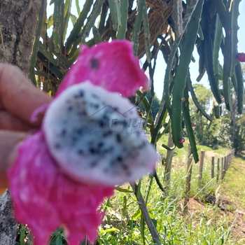 Sítio em Juruaia, bairro Sitio Beija-Flor