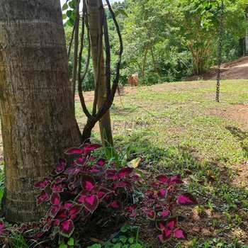 Sítio em Juruaia, bairro Sitio Beija-Flor