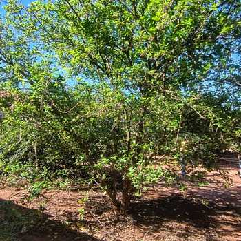 Terreno em Pirassununga, bairro Jardim do Lago