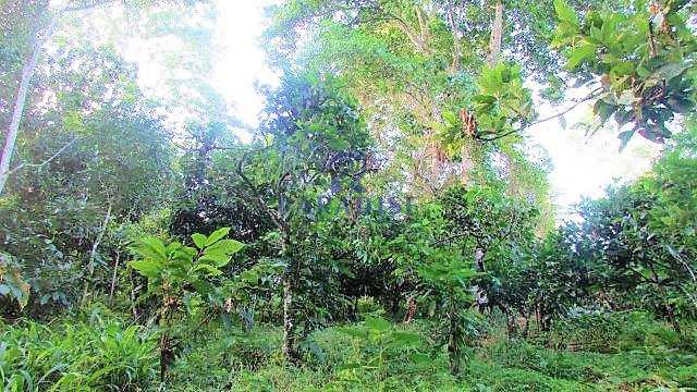 Fazenda em Itabuna, no bairro Manoel Leão