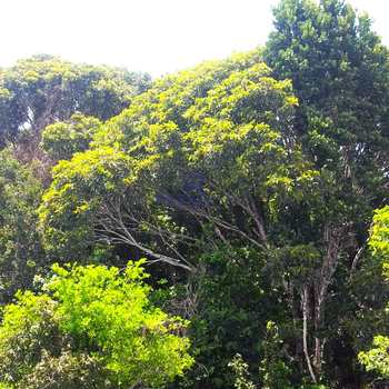 Terreno em Mata de São João, bairro Açu da Torre