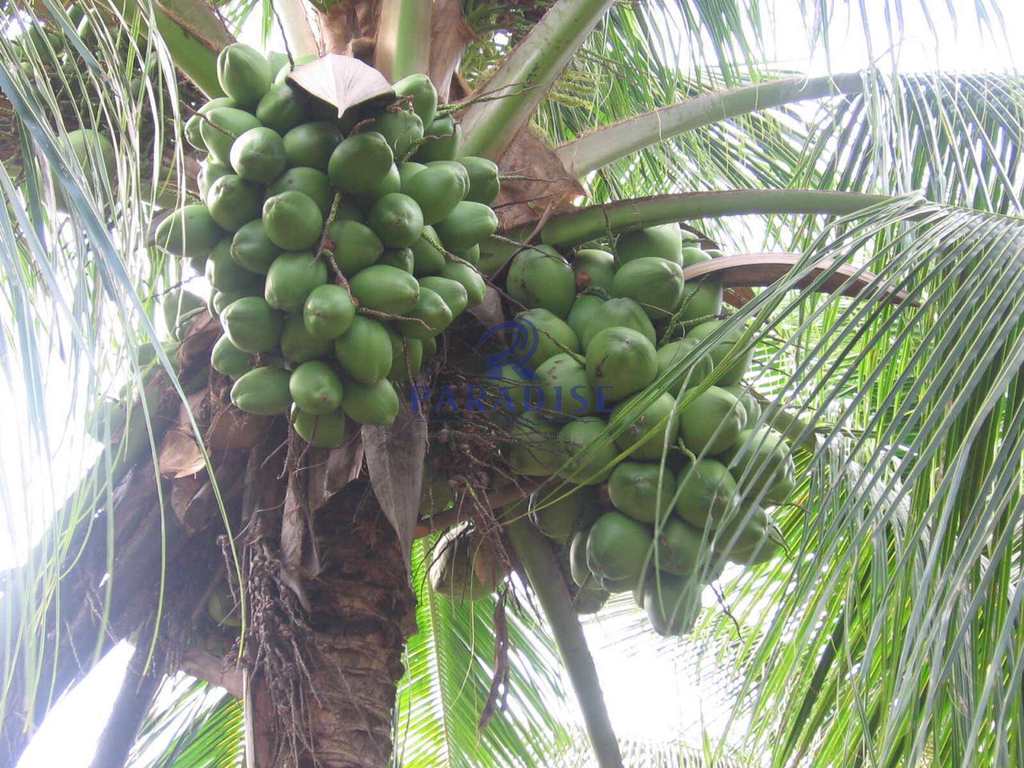 Fazenda em Conde, no bairro Barra de Itariri