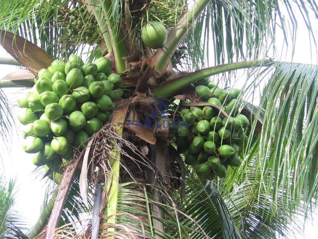 Fazenda em Conde, no bairro Barra de Itariri