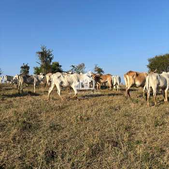Sítio em Tatuí, bairro Jurumirim