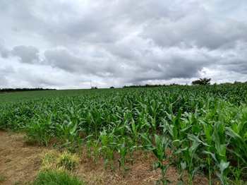 Sítio, código 1102 em Cristais, bairro Rural