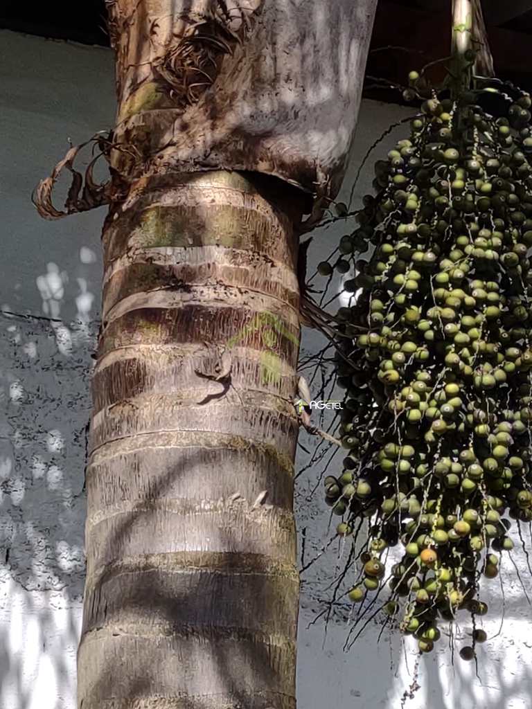 Chácara em Embu-Guaçu, no bairro Granjinha