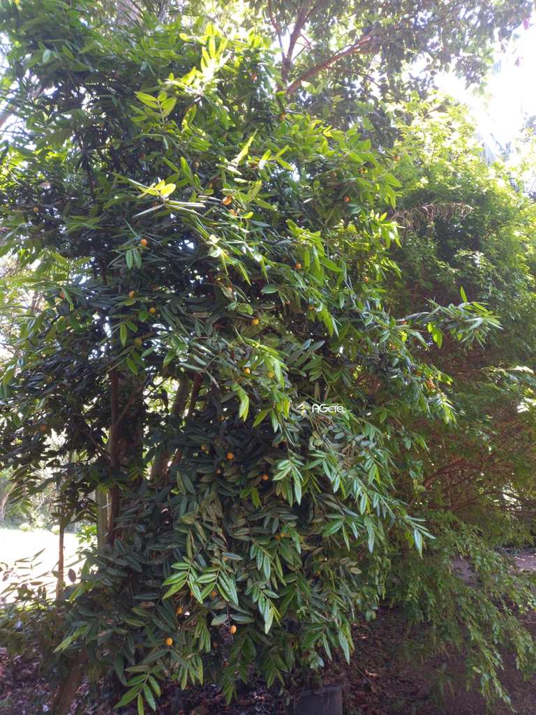 Sítio em Embu-Guaçu, no bairro Jardim Tropical