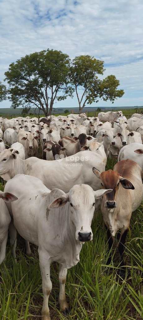 Fazenda em Sonora, no bairro Centro