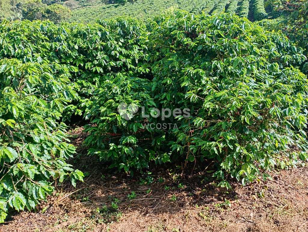 Fazenda em Caconde, no bairro Centro
