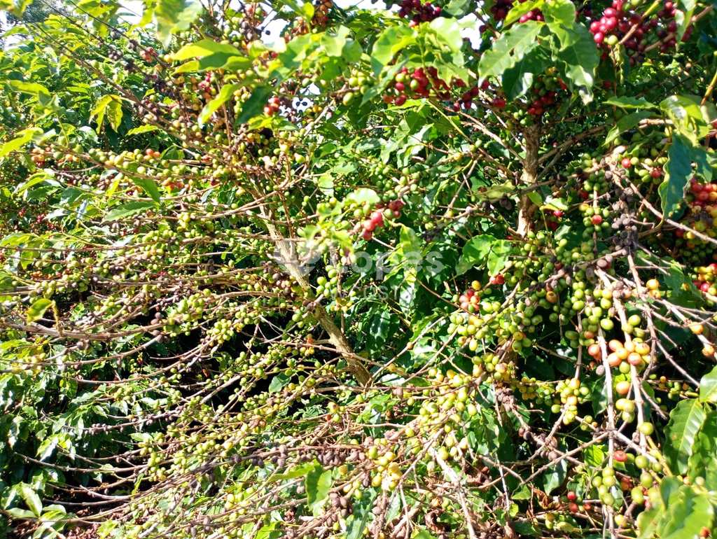 Fazenda em Caconde, no bairro Centro