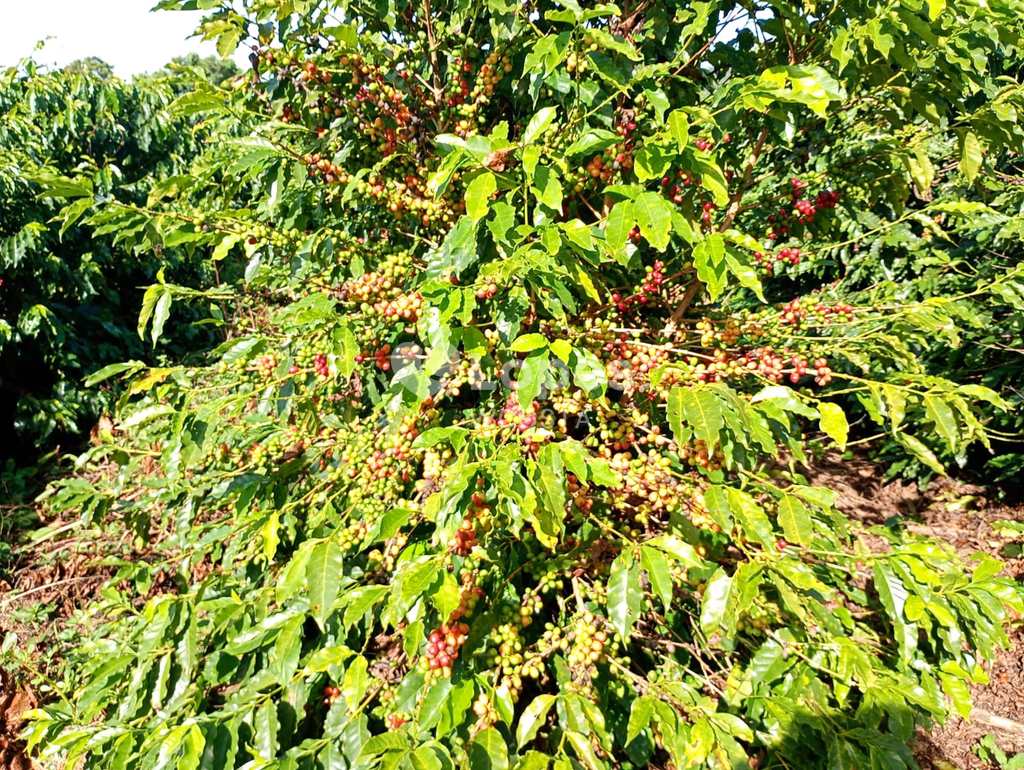 Fazenda em Caconde, no bairro Centro