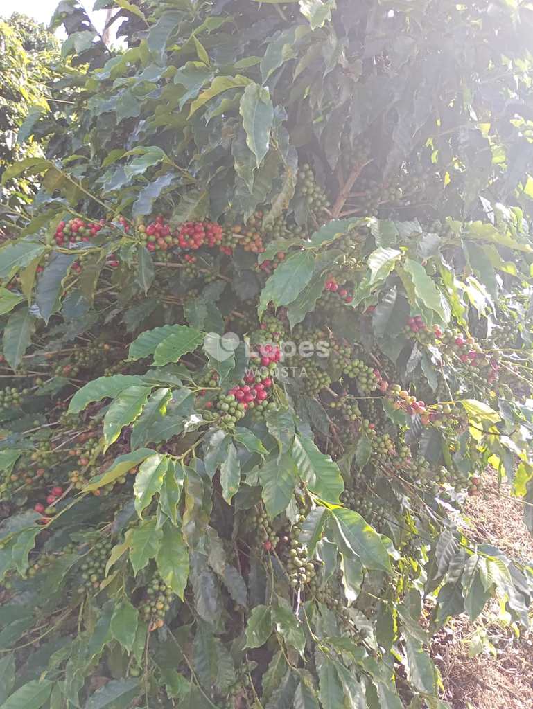 Fazenda em Caconde, no bairro Centro