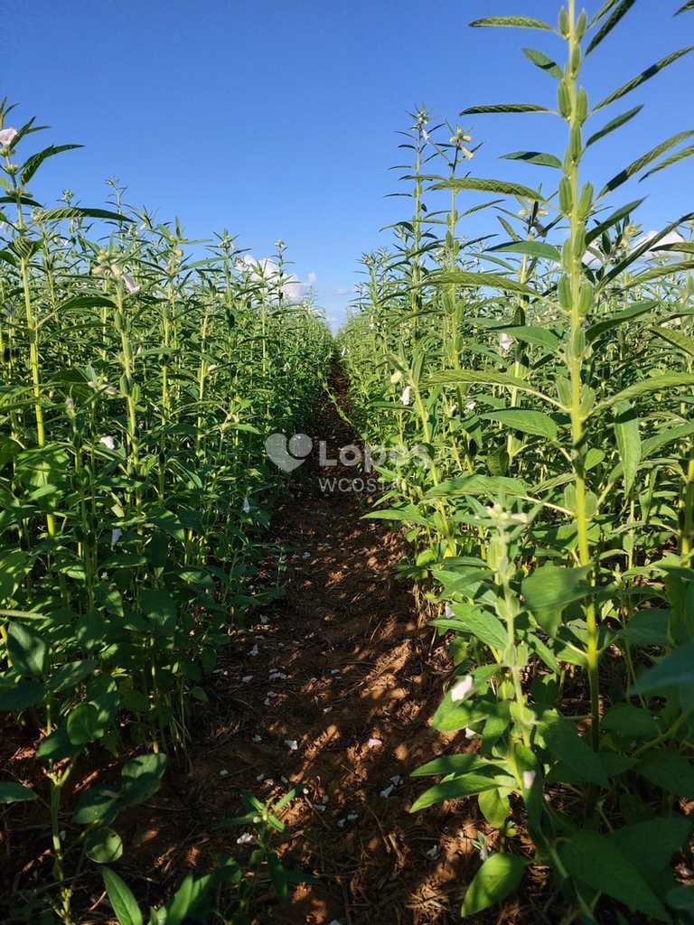 Fazenda em Peixe, no bairro Setor Central