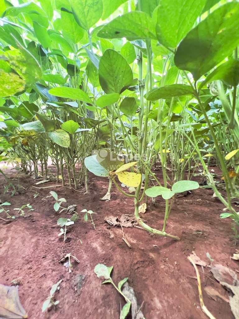 Fazenda em Ipameri, no bairro Setor Central
