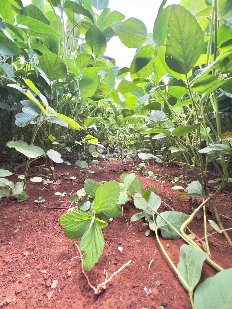 Fazenda em Ipameri, no bairro Setor Central