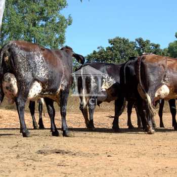 Fazenda em Pompéu, bairro Centro