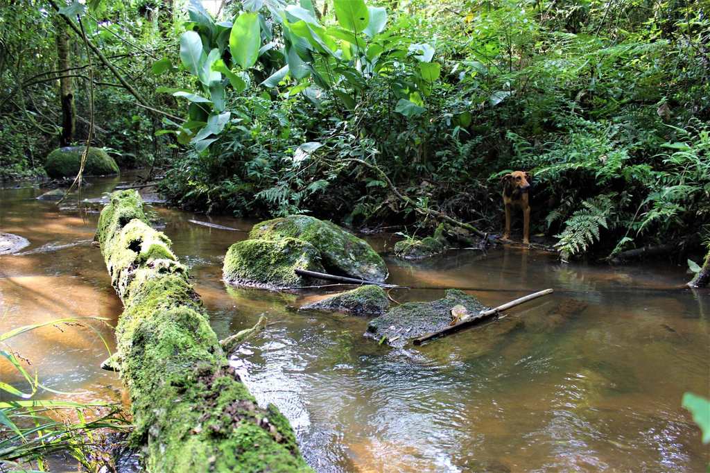 Área em Piedade, no bairro Miguel Russo
