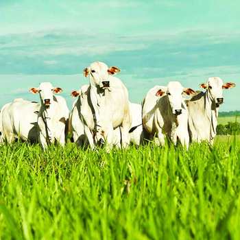 Chácara em Araçatuba, bairro Área Rural de Araçatuba