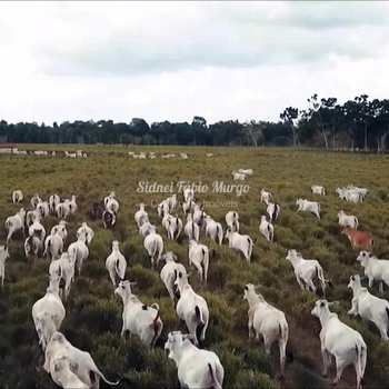 Fazenda em Itapura, bairro Área Rural