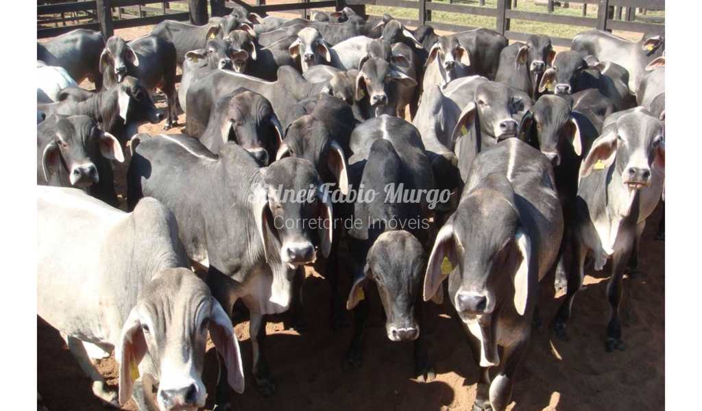 Fazenda em Bauru, bairro Região de Bauru