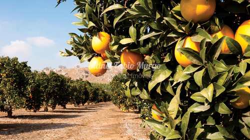 Fazenda, código 365 em Araraquara, bairro Região de Araraquara