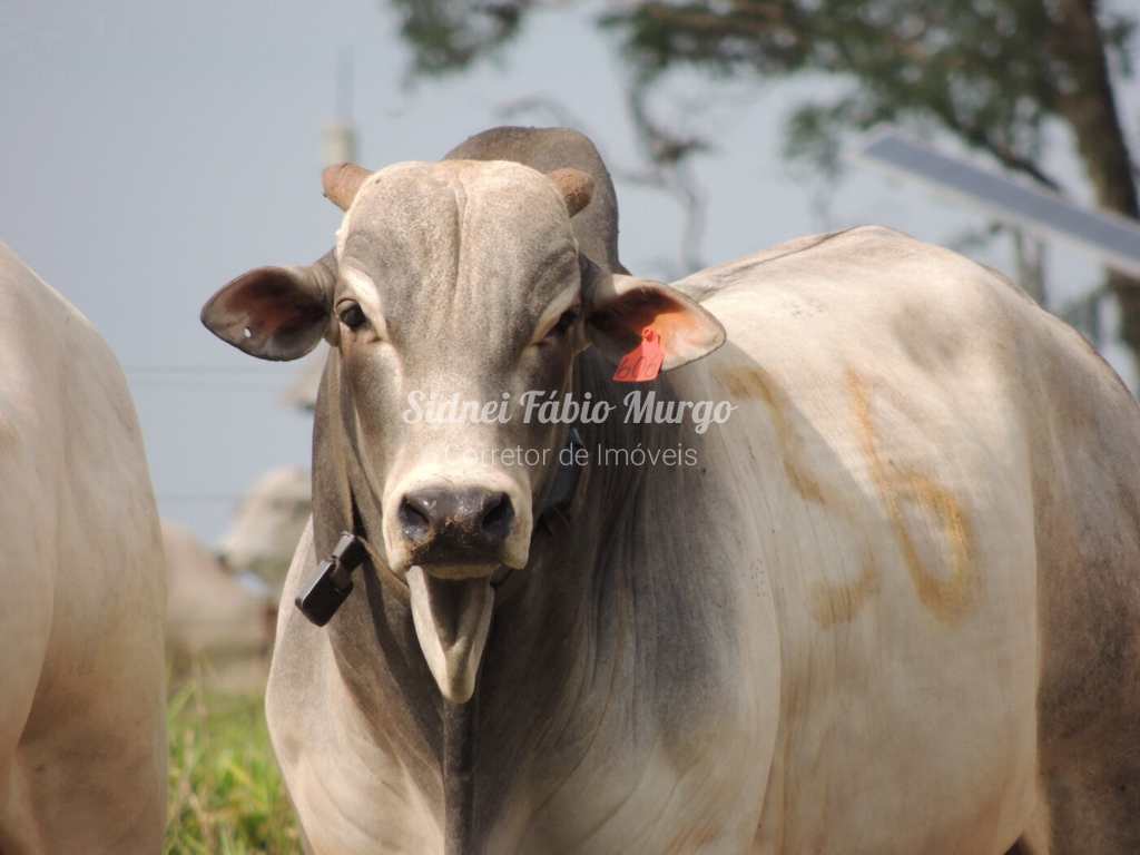 Fazenda em Rondonópolis, no bairro Região de Rondonópolis