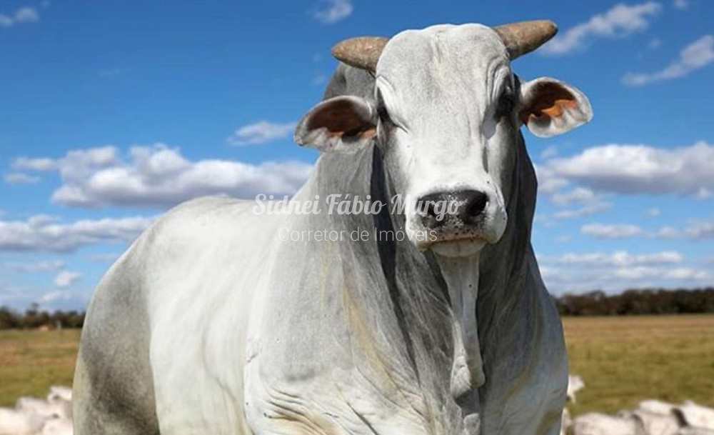 Fazenda em Rondonópolis, no bairro Região de Rondonópolis