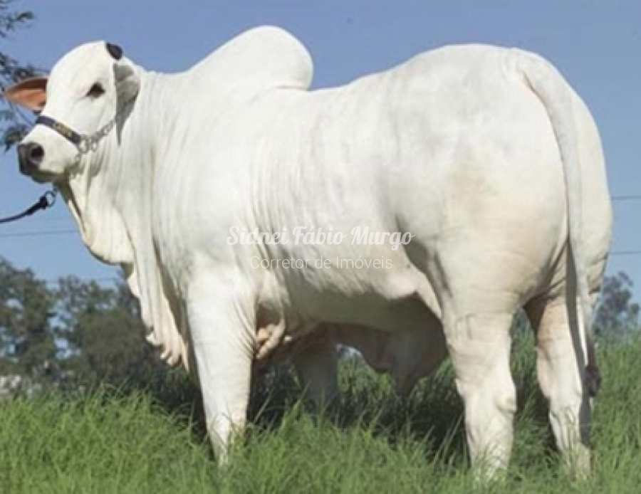Fazenda em Rondonópolis, no bairro Região de Rondonópolis