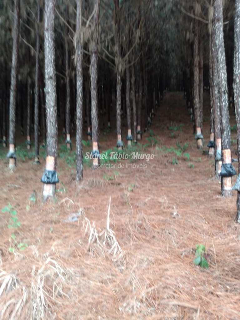 Fazenda em Itapeva, no bairro Região de Itapeva