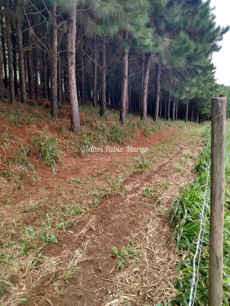 Fazenda em Itapeva, no bairro Região de Itapeva