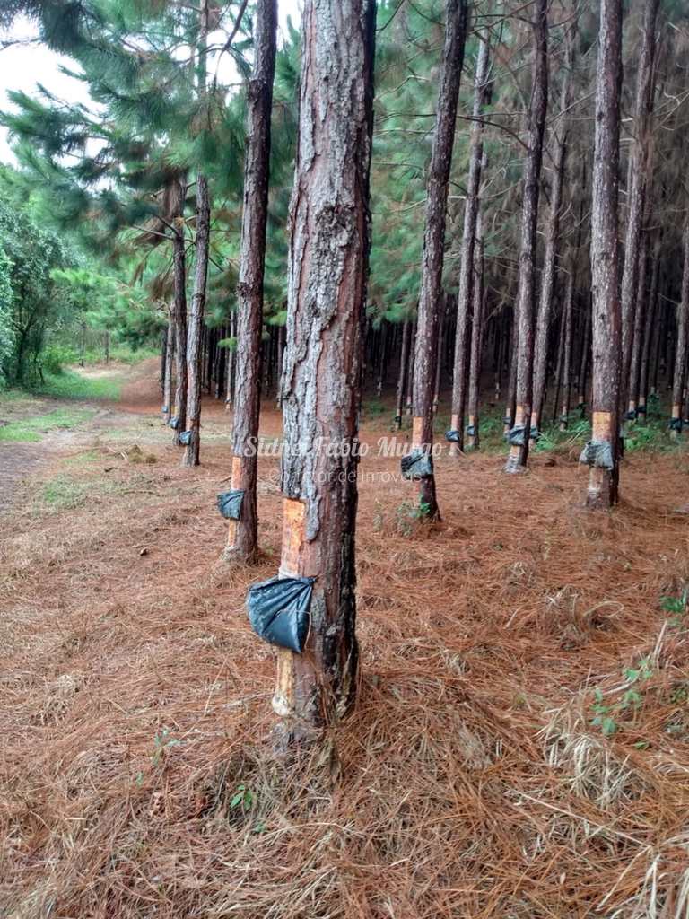Fazenda em Itapeva, no bairro Região de Itapeva