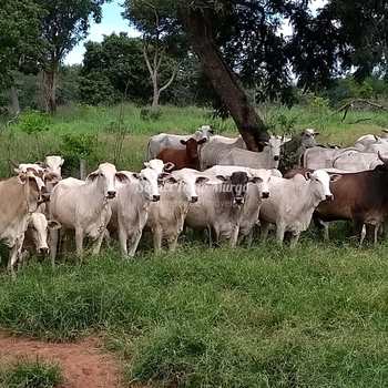 Fazenda em Rondonópolis, bairro Região de Rondonópolis