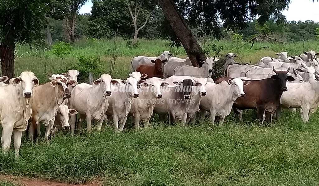 Fazenda em Rondonópolis, bairro Região de Rondonópolis