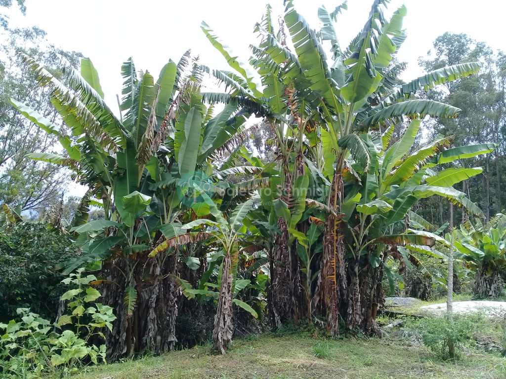 Sítio em Santo Antônio do Pinhal, no bairro Zona Rural