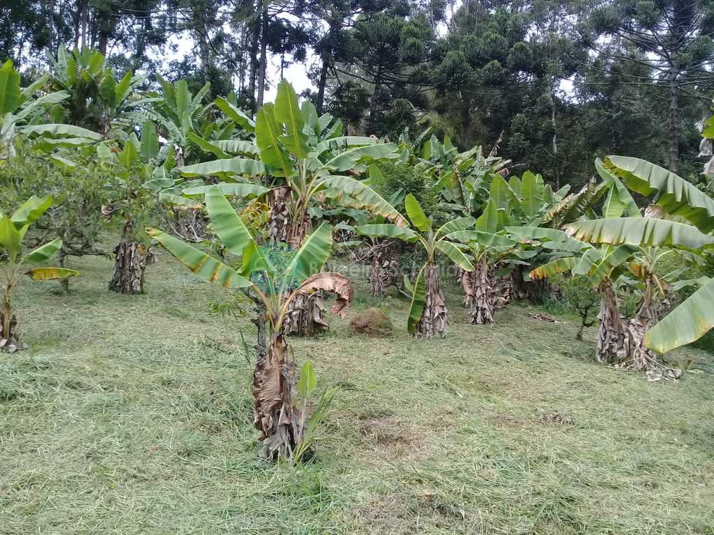 Sítio em Santo Antônio do Pinhal, no bairro Zona Rural