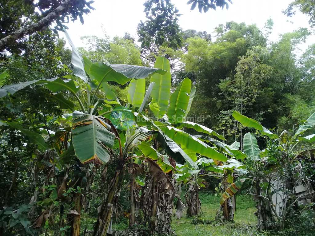 Sítio em Santo Antônio do Pinhal, no bairro Zona Rural