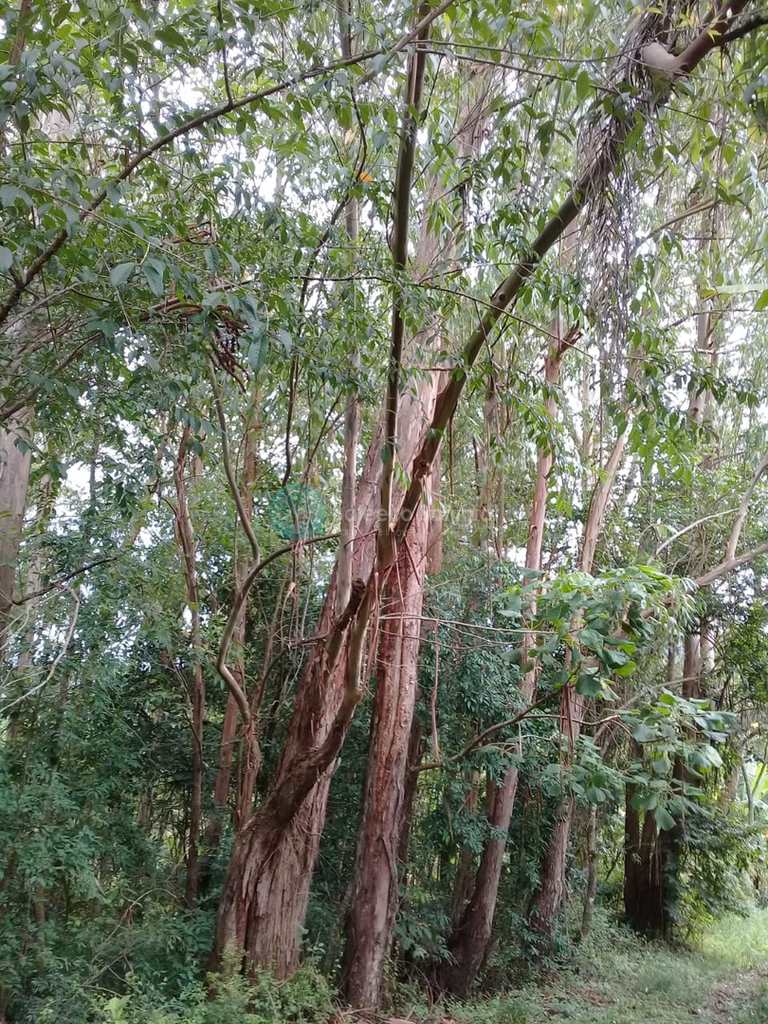 Sítio em Santo Antônio do Pinhal, no bairro Zona Rural