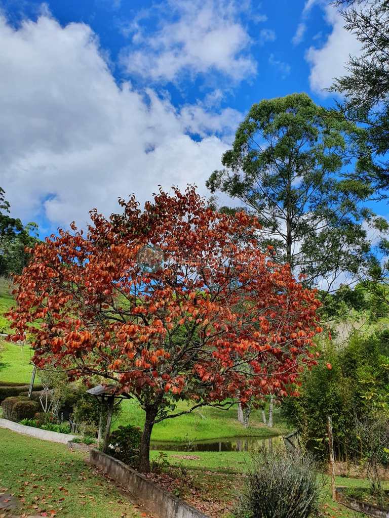 Sítio em Santo Antônio do Pinhal, no bairro Zona Rural