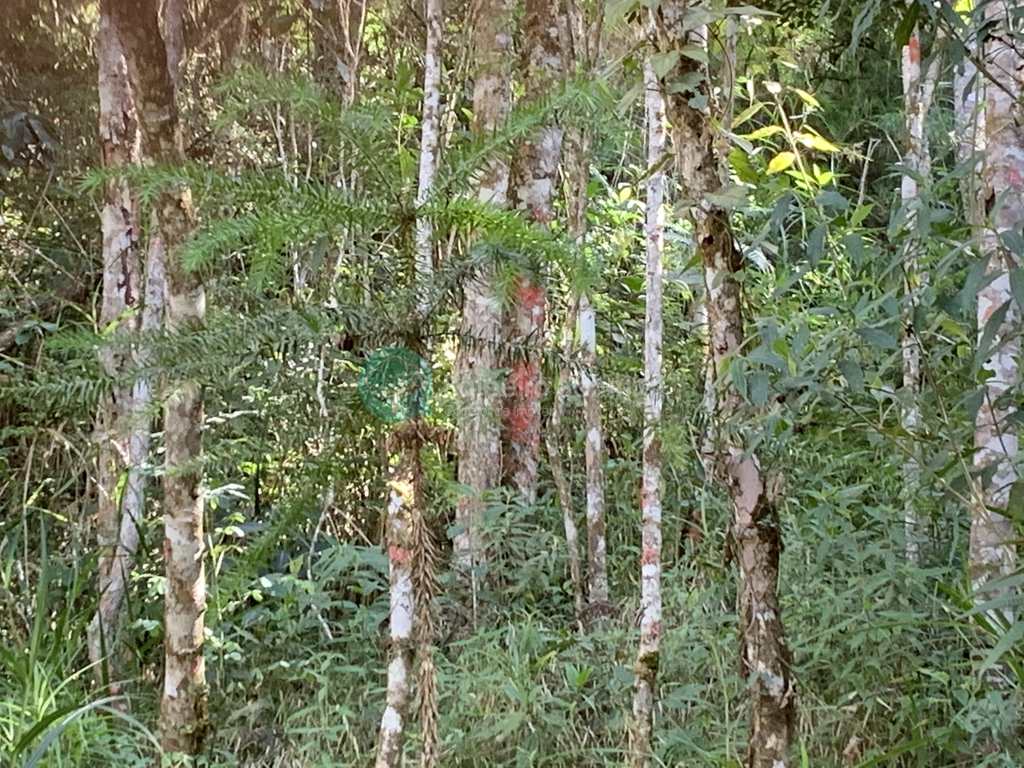 Sítio em Santo Antônio do Pinhal, no bairro Zona Rural