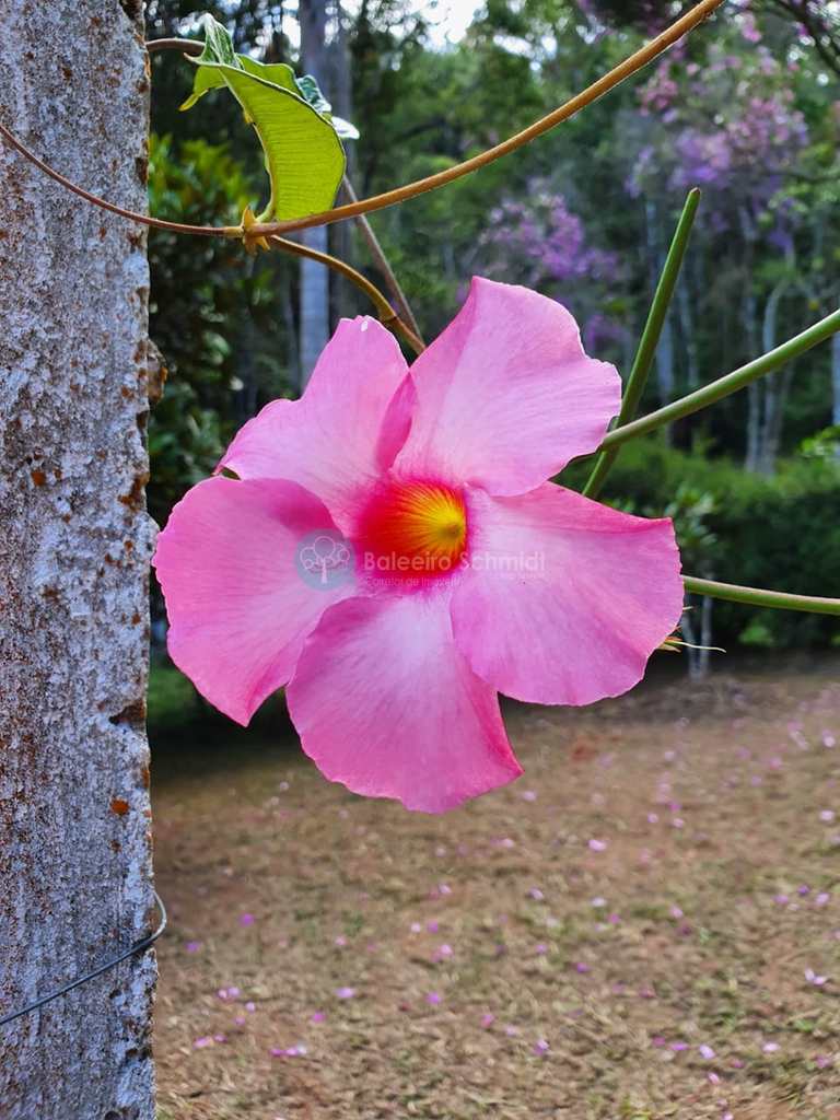 Sítio em Santo Antônio do Pinhal, no bairro Zona Rural